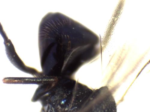 Réf. 295 263 : Perilampus ruficornis